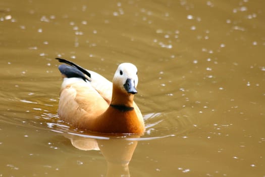 A rusty goose,(Tadorna ferruginea) swims on a pond