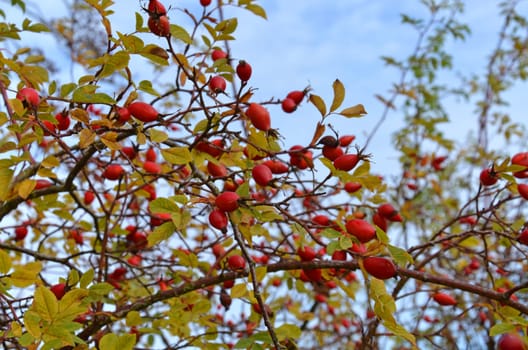 dog rose