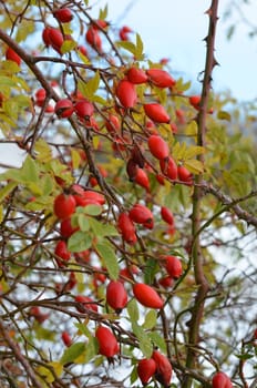 dog rose