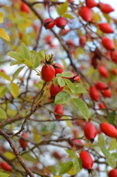 dog rose