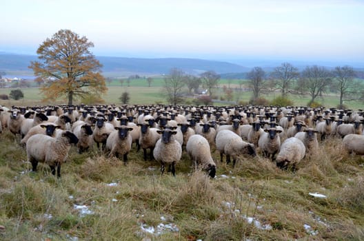 Rhön sheep