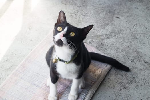 Black and white cat looking up, stock photo