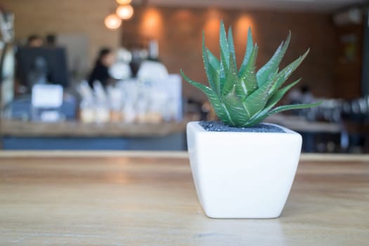 Mini plant pot on wooden table, stock photo
