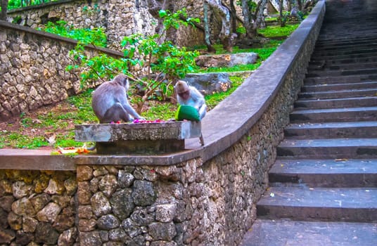 The Monkey forest in Ubud at Indonesia