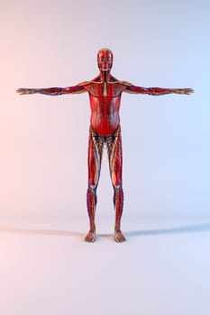 Complete human body with opened arms on white background