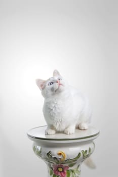 Beautiful white cat staring at the camera