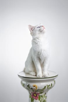 Beautiful white cat staring at the camera