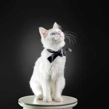 Beautiful white cat staring at the camera