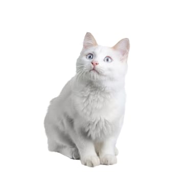 Beautiful white cat staring at the camera