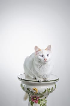 Beautiful white cat staring at the camera