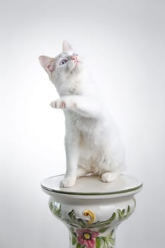 Beautiful white cat staring at the camera