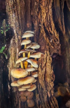 Mushroom family