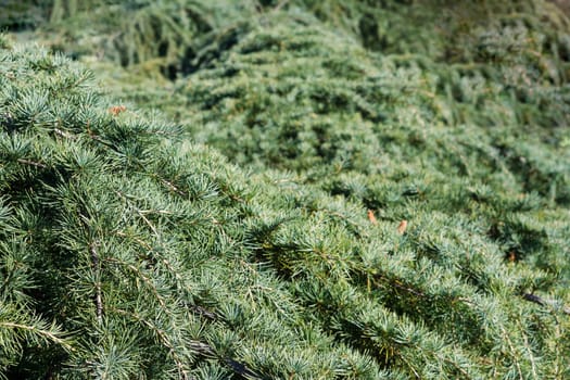 Horizontal texture background with fir tree branches close up