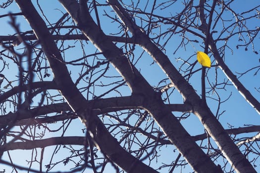 Tree close up with branches in late autumn a single brown leaf against blue sky