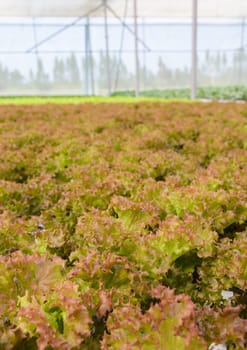 Organic hydroponic red coral leaf lettuce vegetables plantation in greenhouse