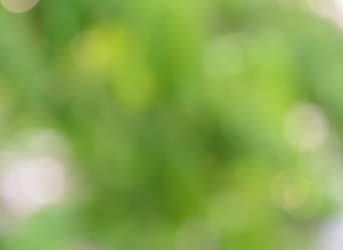Bokeh abstract background of defocused green nature lights and shadow