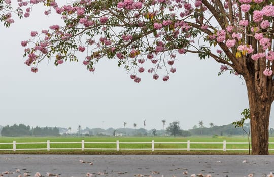 Tabebuia or Pink trumpet blossom infront of green field