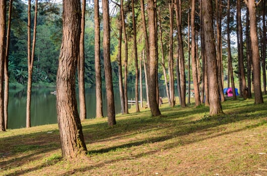 Pine tree forest with light and shadow in the morning at Pang Oung national park in Mae Hong Son, Thailand