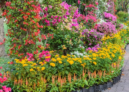 Colorful ornamental flower garden