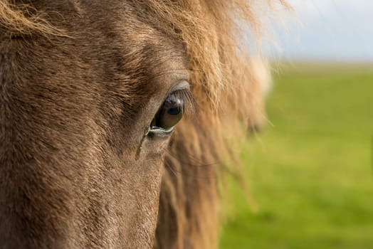 Icelandic horse head in closeup with beautiful sunset light