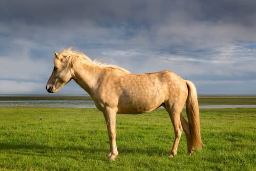Icelandic horse with beautiful sunset light and overcast sky