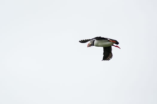 Atlantic Puffin, Fratercula artica in flight, Borgarfjordur, Iceland