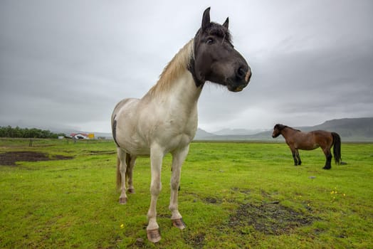 Icelandic horse with dramatic ovescast sky