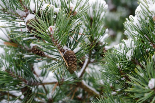 some pinecone in the three with snow in the winter