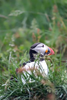 Atlantic Puffin, Fratercula artica in Borgarfjordur, Iceland