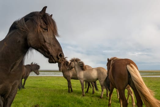 Icelandic horse with dramatic ovescast sky