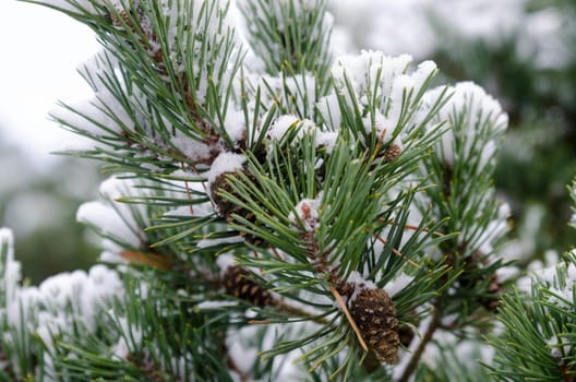 some pinecone in the three with snow in the winter