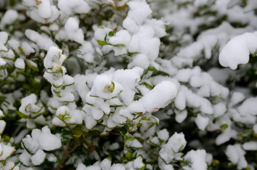 the first snow has come to the bush in my garden