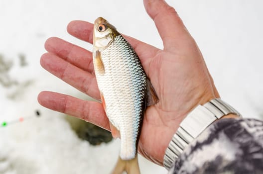 Fish small fry caught by a fisherman in the hands