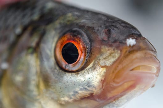 Roach caught by a fisherman lying on the ice close up