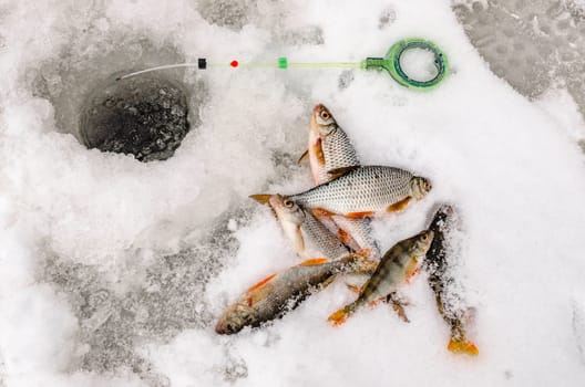 Fish small fry caught by a fisherman in the hands