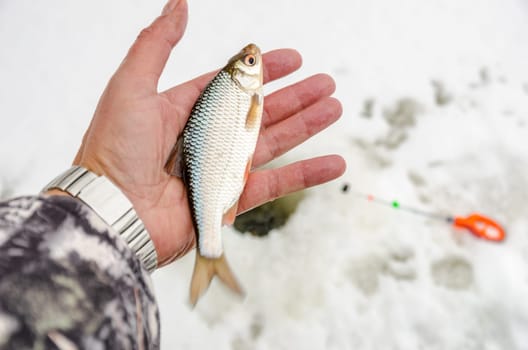 Fish small fry caught by a fisherman in the hands