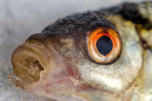 Roach caught by a fisherman lying on the ice close up