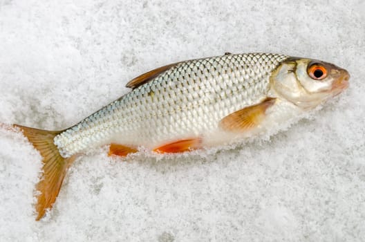 Roach caught by a fisherman lying on the ice close up