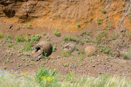 Three forms of education in the ravine-like dinosaur eggs have been found near the village of Wet Olhovka Kotovo District, Volgograd Region, Russia