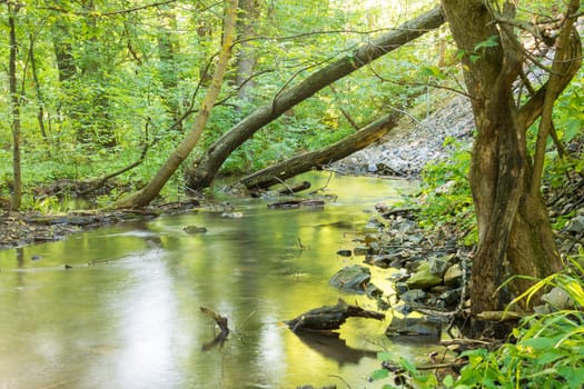 Forest landscape with a small stream and fallen trees