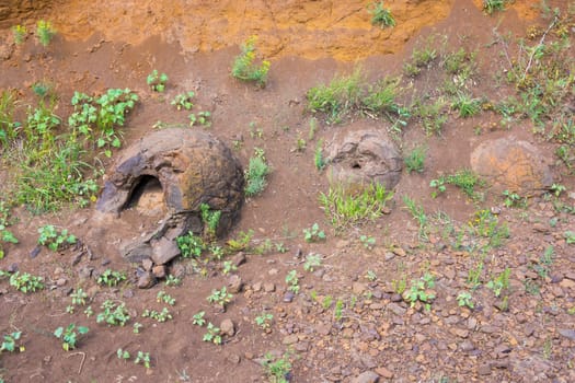 Three stone formation resembling a form of dinosaur eggs have been found near the village of Wet Olhovka Kotovo District, Volgograd Region, Russia