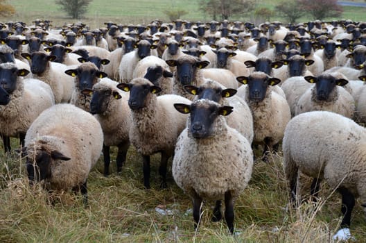 Flock of sheep (Rhön sheep)