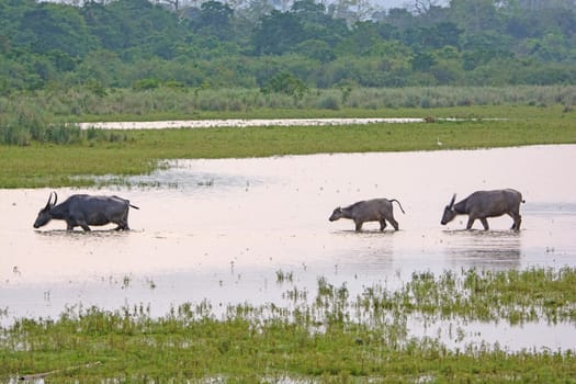 Water Buffalo Family in a Wetland in Kaziranga National Park in India