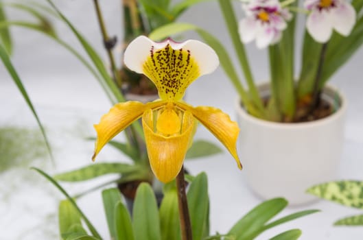 closeup of a beautiful yellow orchid in a greenhouse