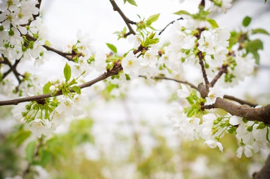 closeup of a branch with blooming white cherry blossoms