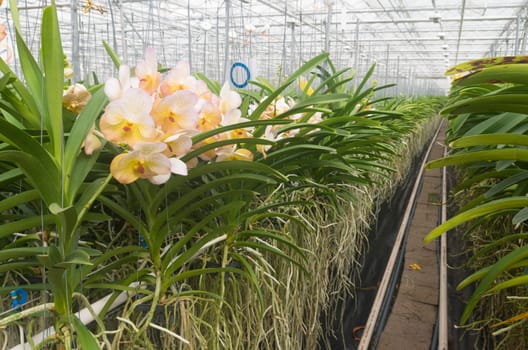 cultivation of orchids in a commercial greenhouse in the netherlands