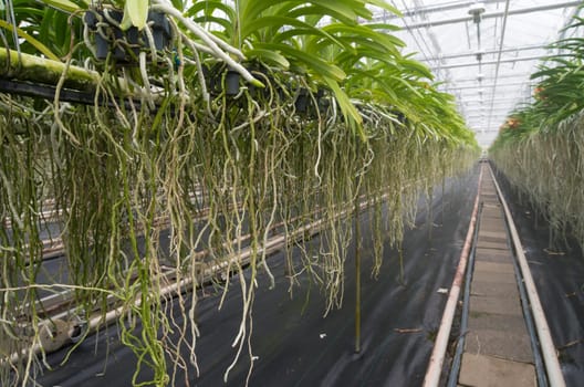 cultivation of orchids in a commercial greenhouse in the netherlands