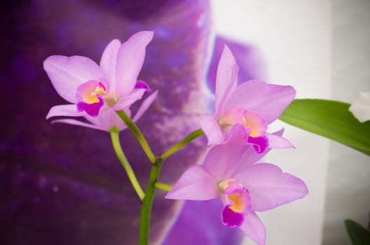 closeup of a pink orchid flower in a commercial greenhouse in the netherlands