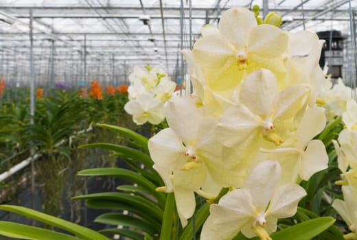cultivation of orchids in a commercial greenhouse in the netherlands