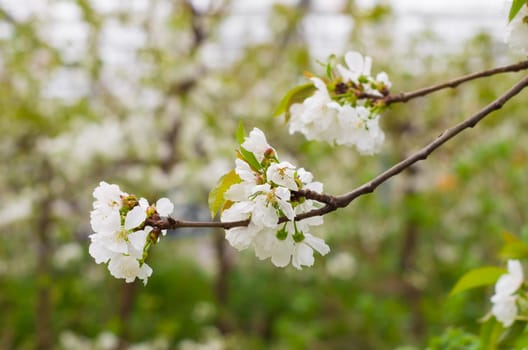 closeup of a branch with blooming white cherry blossoms